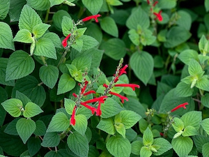 Ananassalvia